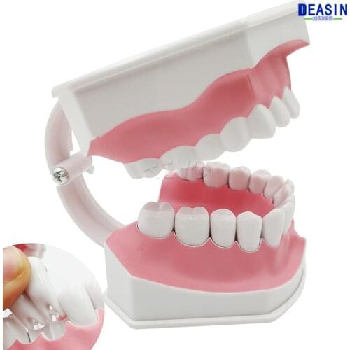 Good Quality 2016 Oral health care dental model nursery childrens toys brushing teeth dental structure Demo