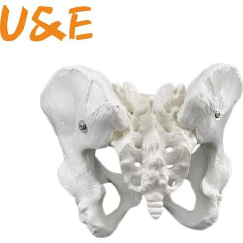 24.5x16x13cm Female anatomy pelvis pelvic skeleton throat anatomical Anatomy Skull Sculpture Head body model