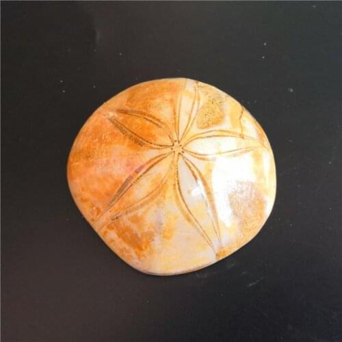 Natural sea urchin fossil specimens original stone insect fossil teaching