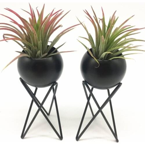 Set of 2 Tabletop Standing Air Plant Holder Air Plant Stand Air Plant Container Tillandsia Holder Tillandsia Stand