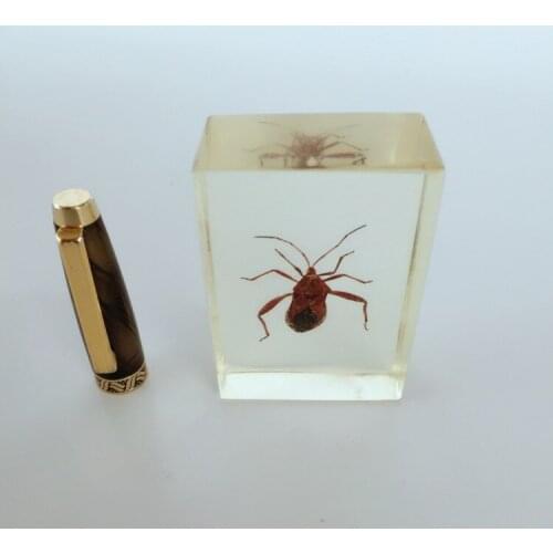 Real Insect Skeleton Specimen Teaching Amber Resin Animal Skeletal Specimen Biological Anatomy Teaching Aid Resin Craftwork