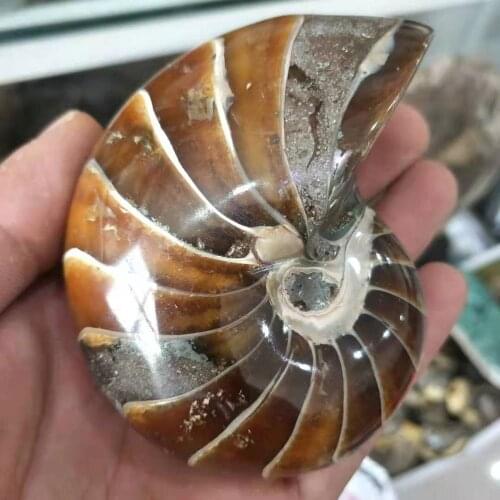 Natural Polished nautilus Snail Fossil Conch Ammonite Fossil for decoration 300g