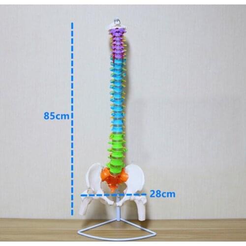 80/85cm human spine skeleton model orthopedic adult lumbar vertebrae mold vertebrae cervical vertebra teaching model