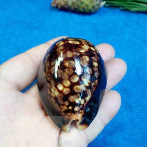 Natural conch shell specimens aquarium decorative landscaping gift ornaments wedding gift for guest nautical home decor