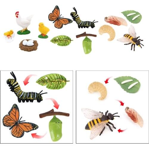3 Set Plastic Insects Growth Life Cycle Pre-school Cognitive Toy Role Play