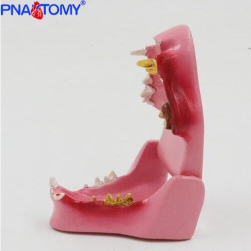 Feline Jaw Model Cat Teeth Anatomical Tool Animal Model Medical Gift Life Size PNT-2105 Animal Bones Medical Sciences Education