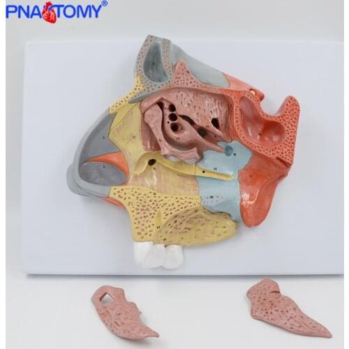 Enlarged Human Nasal Cavity Model Nose Anatomical Model Educational Equipment Medical Science Anatomy Turbinate Bone Nose Bone