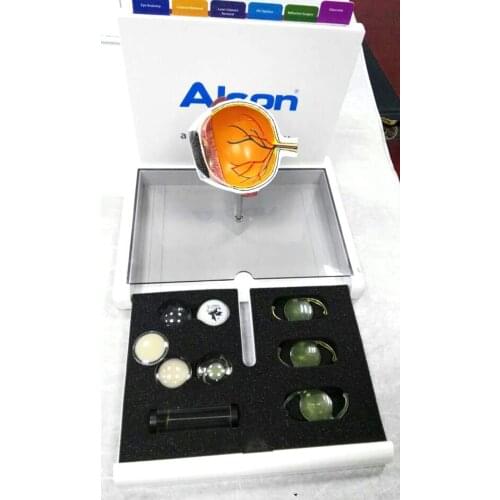 Cataract eye model Eye anatomy model Medical anatomical teaching AIDS