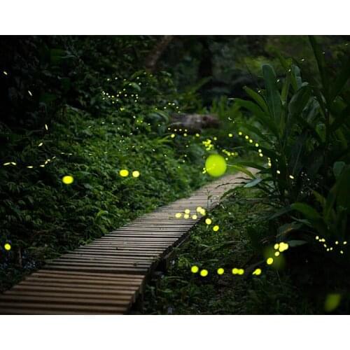 DIY Painting By Numbers Fireflies In Night Kit Oil Picture By Numbers Landscape Wall Art Painting on Canvas Home Decoration Gift