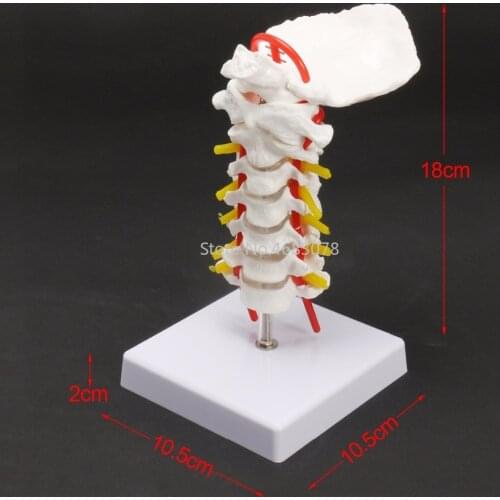 Life size human, skull skeleton Cervical Vertebra Arteria Spine Spinal Nerves Anatomical Study Display Model