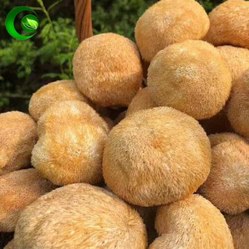 Fungogrib 