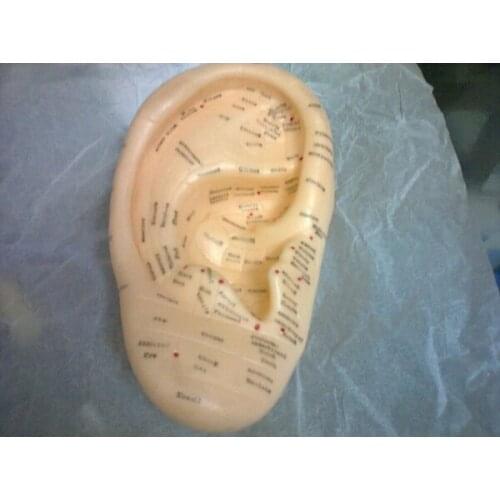 Human ear model ( massage ear model) 17cm standard acupuncture ear model marked in English ear acupuncture point model