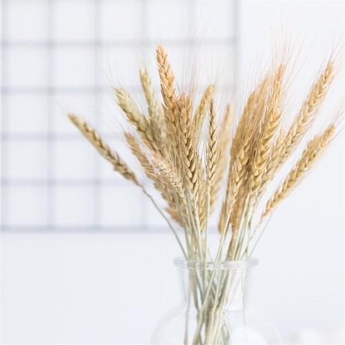 Free shipping low price raw color wheat ears natural dried flower home decor wheat bouquet 100pcshome decor phragmites communisg
