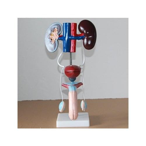 Male urinary system model male genital urological bladder kidney model