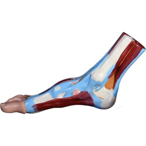 Foot Anatomical Model / Foot Section Model for Medical Teaching