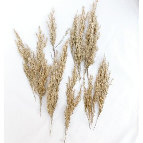 Hidden BOTANICS Products For The Holidays