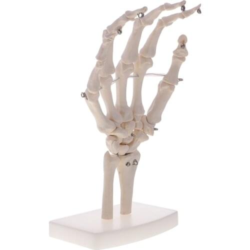 Kits- 1:1 Human Hand Skeleton Model Anatomy Toy School Teaching Tool