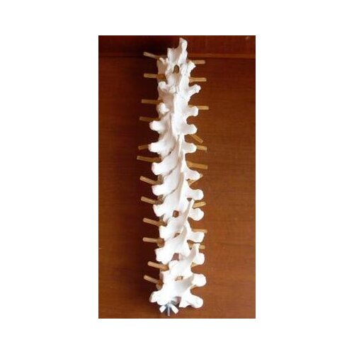Thoracic vertebrae thoracic vertebrae intervertebral disc and spinal nerve thoracic vertebrae