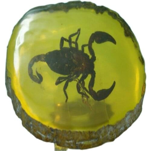 China Old Amber Unique Scorpion Amber classic art collection and home decorations