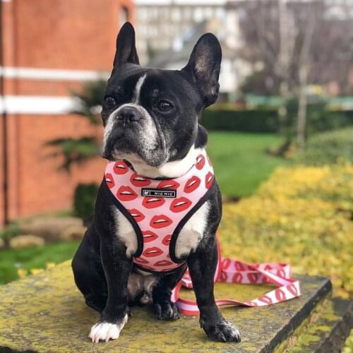 INS Fashion Mesh Dog Harness and Leash Set Breathable Pet Walking Harnesses Vest with Red Lips Puppy French Bulldog Dog supplies