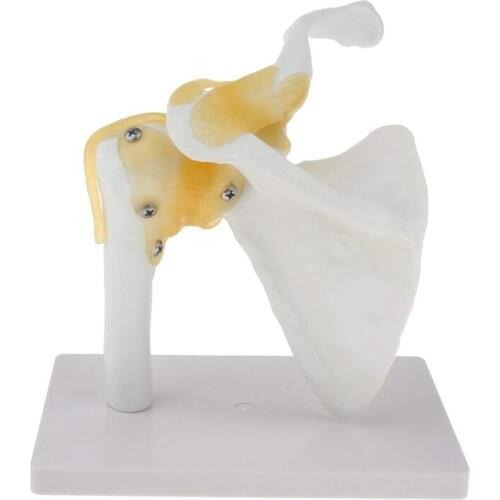 1:1 Life-Size Functional Anatomical Model of Human Shoulder Joint Model(White)