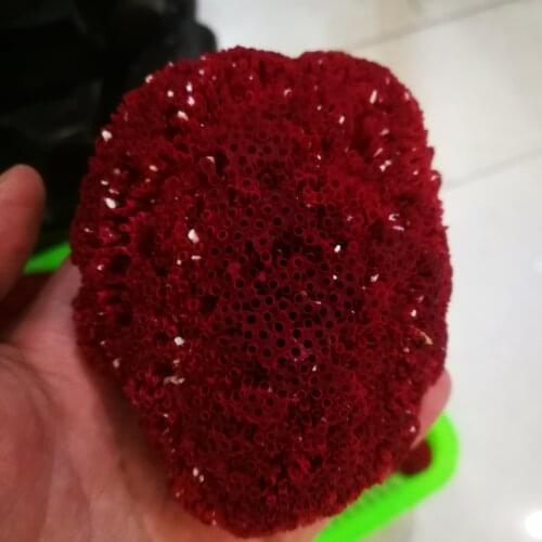 Natural Shell Sea Red Coral Fish Tank Aquarium Landscaping Furnishing Natural Ornament Marine Sea Home Wedding Decoration