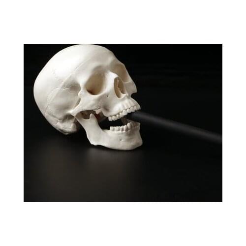 1pc Mini Skull Human Anatomical Anatomy Head Medical Model Convenient 92x99x71mm