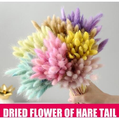 50 Pcs Dried Flower Grass Decoration Photography Props for Home Store Wedding decorations Colorful INS