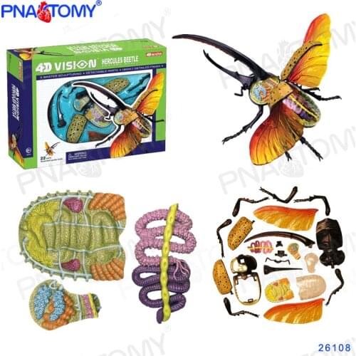 Rhinoceros Beetle Model 4D MASTER 26108 Puzzle Insect Anatomy Toys DIY Animal Products 4D VISION HERCULES BEETLE ANATOMY MODEL