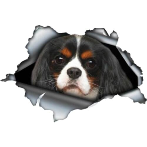 DasDecal Cavalier King Charles Car Sticker Personalized Sunscreen Decal Motorcycle Auto Accessories Decoration PVC,13cm*8cm