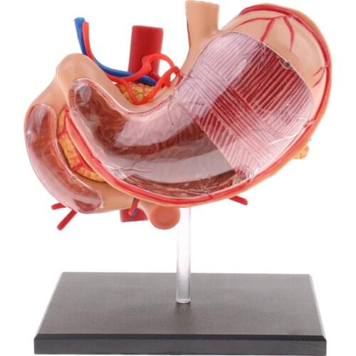 4D Human Stomach Anatomical Model Human Anatomy model Solution Structure Human Skeleton Anatomical Science Learning