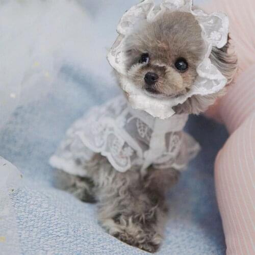 New Style Fashion Pet Hat Breathable Good-looking Round Neck Puppy Lace Skirt for Dogs Caps Supplies Accessories Decor