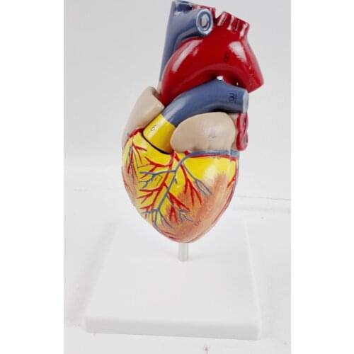 Life-size Removable Human Anatomical Heart Anatomy Viscera Medical Organ Model Emulational + Stand Medical Science Teaching Aids