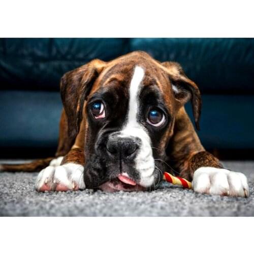 Full Drill Square Diamond 5D DIY Diamond Painting"Cute dog"Diamond Embroidery Cross Stitch Rhinestone Mosaic Painting