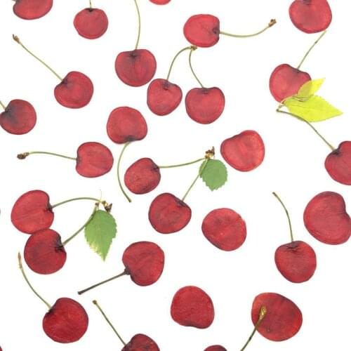 Cherry Specimen Real Fruit Slice DIY Drop Glue Mobile Phone Shell Accessories UV Glue Jewelry Candle Making Supplies