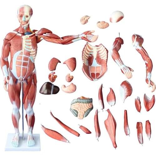 80cm Human Muscle Anatomy Model Full Body Muscles of Male with Internal Organs 27 Parts for The School Presentation Tool