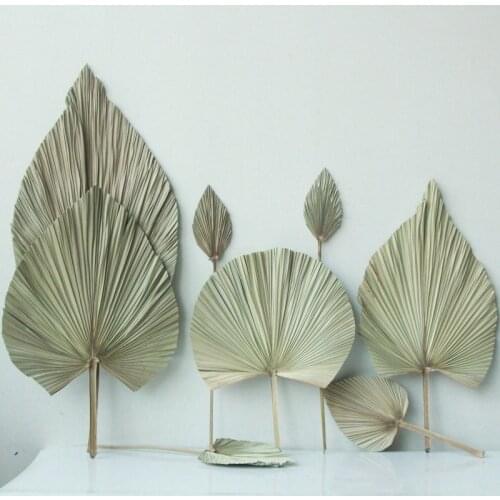 Palm Fan Leaf Natural Dried Palm Leaf Pu Fan Leaf Dried Flower Window Party Art Wall Hanging Decoration Home shop wedding decor
