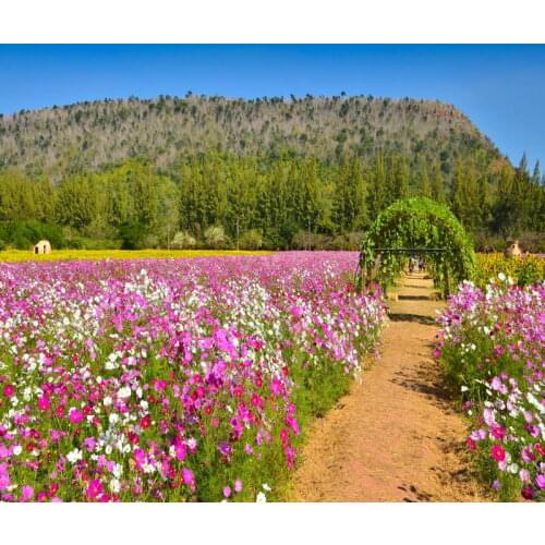 TR Flower Field Blue Sky Natural Scenic Thin Vinyl Photo Studio Props 5X7ft Backdrop Wedding Children Photo Backgrounds Custom
