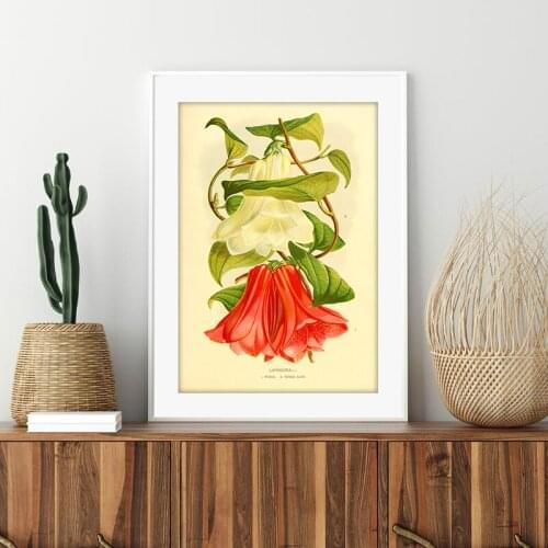 Lapageria Rosea Flowers Vintage Poster Canvas Painting Chilean bellflower Plant illustration Print Botanical Wall Picture Decor