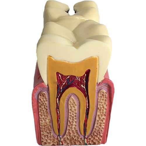 Teeth Model For Education Tooth Practice Mold for Studying Rearching 2 Teeth
