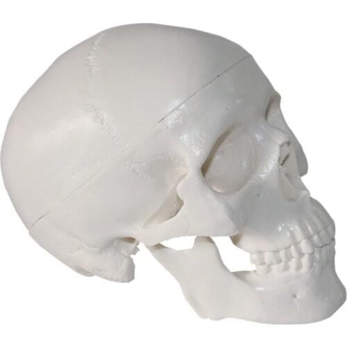 10*7*8cm Mini Skull Human Anatomical Anatomy Head Medical Model Convenient Painting Model Studying Anatomy Teaching Supplies