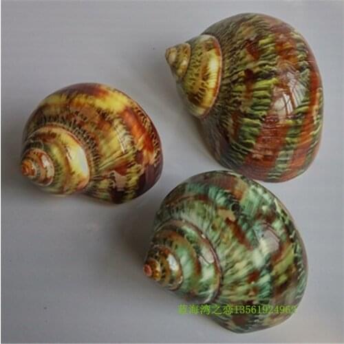 Natural conch shell cats eye snail home decoration fish tank landscaping childrens toy photography props