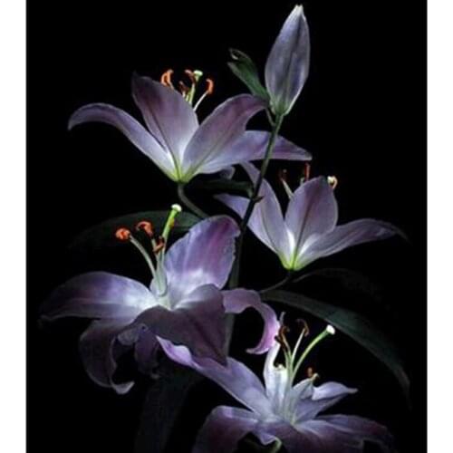 5D DIY Diamond Painting Flower Painting Orchid Picture Cross Stitch Square Round Diamond Embroidery Decoration Artwork WG2863