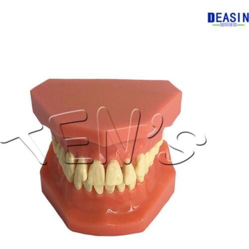 2019 new dental Oral normal standard 28 teeth model Dental teaching demonstration adult oral model