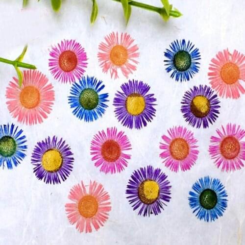 120pcs Pressed Dried 4 Color Mixed Erigeron Annuus Flower Plants Herbarium For Jewelry Bookmark Phone Case Invitation Card DIY