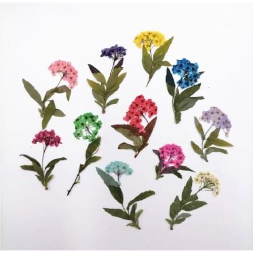 60pcs Pressed Dried Spiraea Narcissus Stalk Flower Plant Herbarium For Jewelry Photo Frame Phone Case Bookmark Making DIY