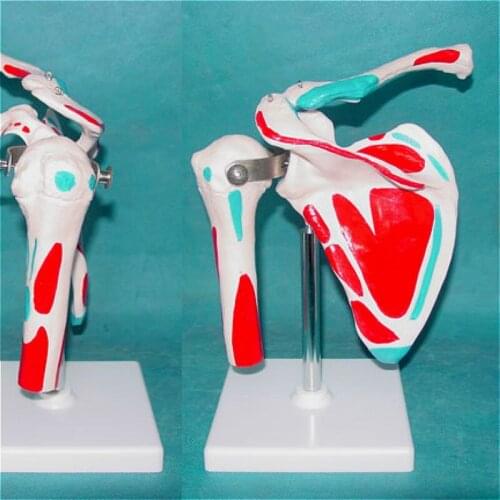 Shoulder joint bone model Skeleton muscle coloring teaching medical explanation of human specimen