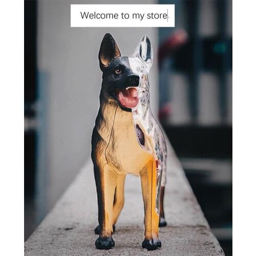 Anatomy assemble dog designable toy model