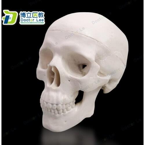 5pcs Human Mini Anatomy Skull Medical Teaching Aids