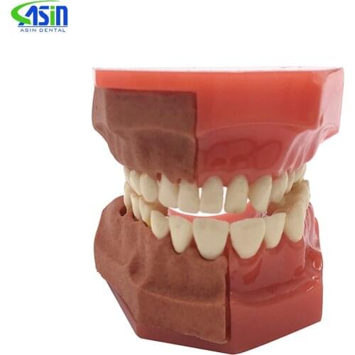 Good quality Dental Tooth Teeth Anatomical Anatomy Model Children Dental Model